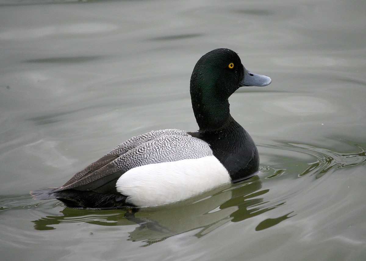 Greater Scaup - ML620121498