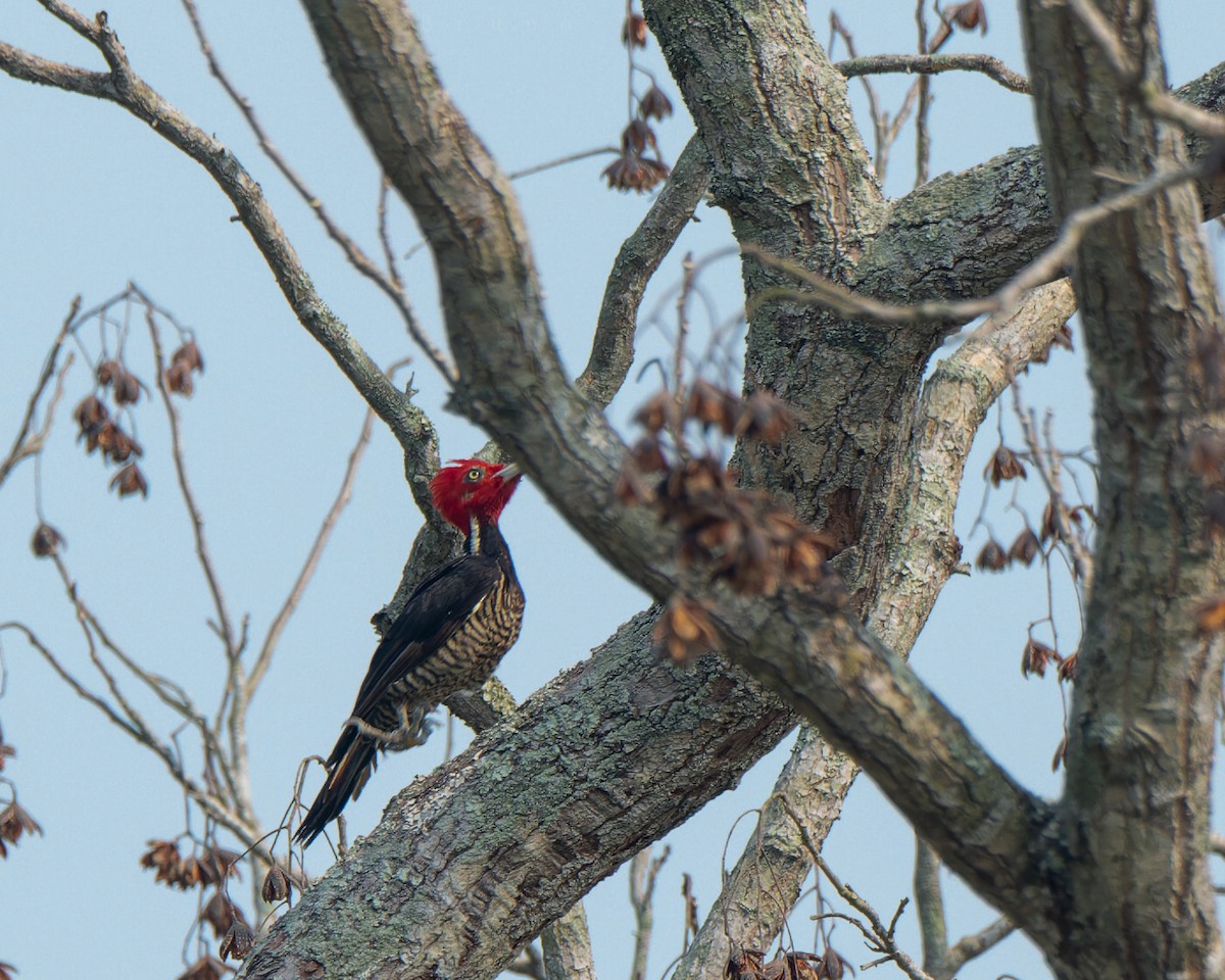 Pale-billed Woodpecker - Bruno Rosas Fragoso