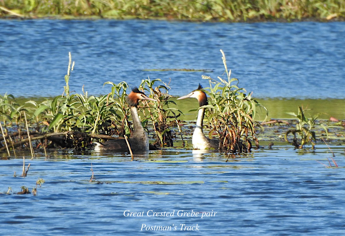 Great Crested Grebe - ML620121512