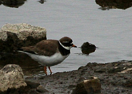 Common Ringed Plover - ML620121517