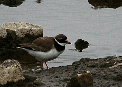 Sandregenpfeifer - ML620121517