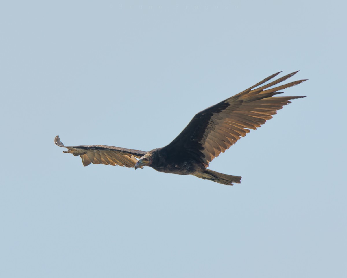 Lesser Yellow-headed Vulture - ML620121522