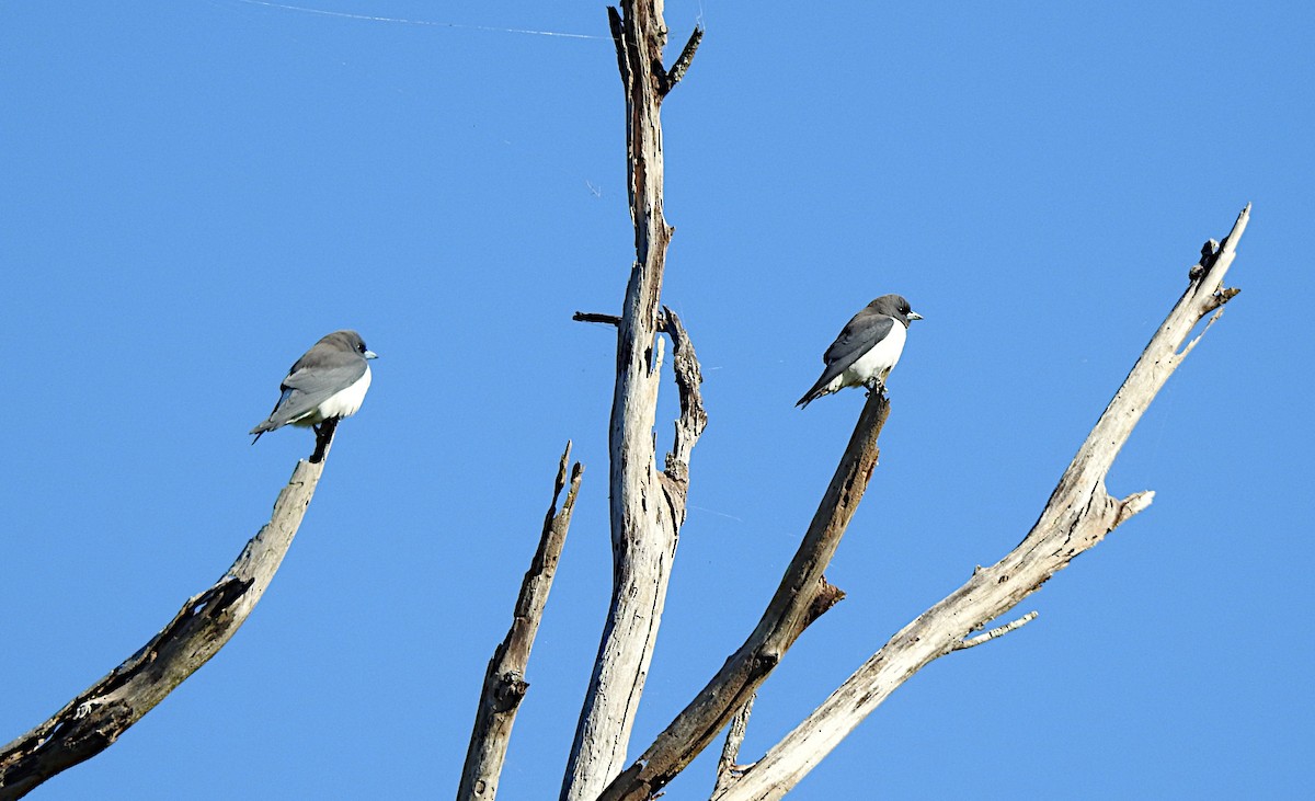 White-breasted Woodswallow - ML620121536