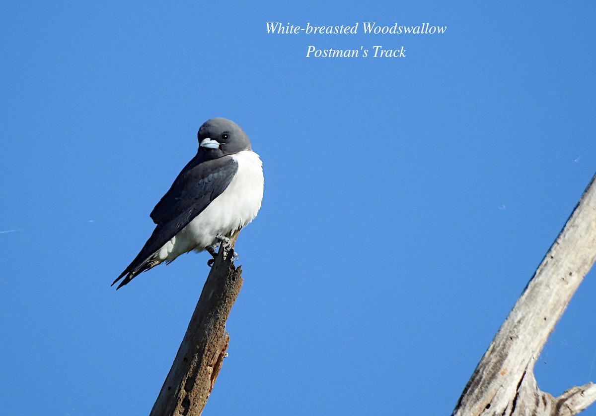 White-breasted Woodswallow - ML620121537