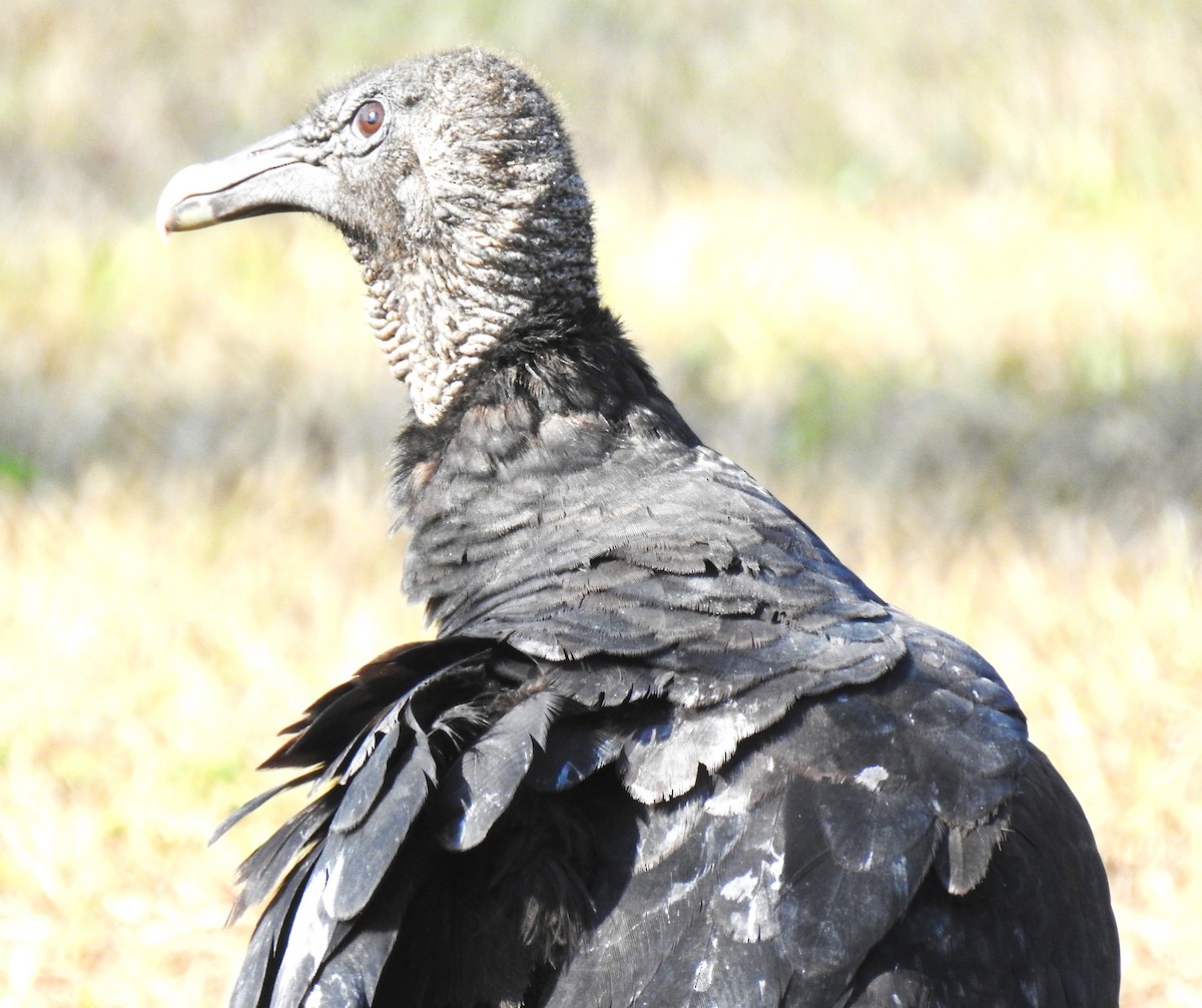 Black Vulture - ML620121544