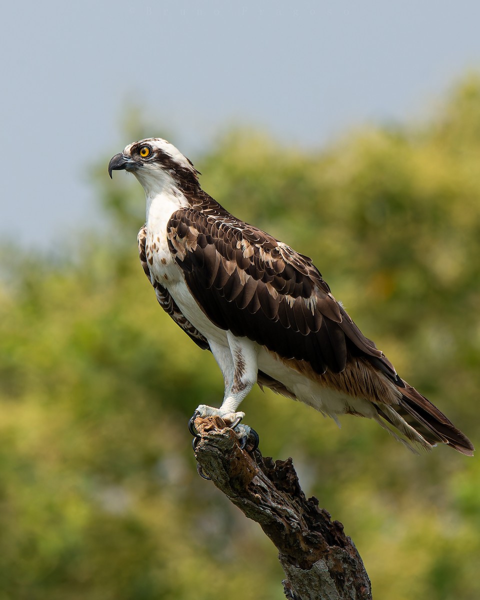 Osprey - ML620121554