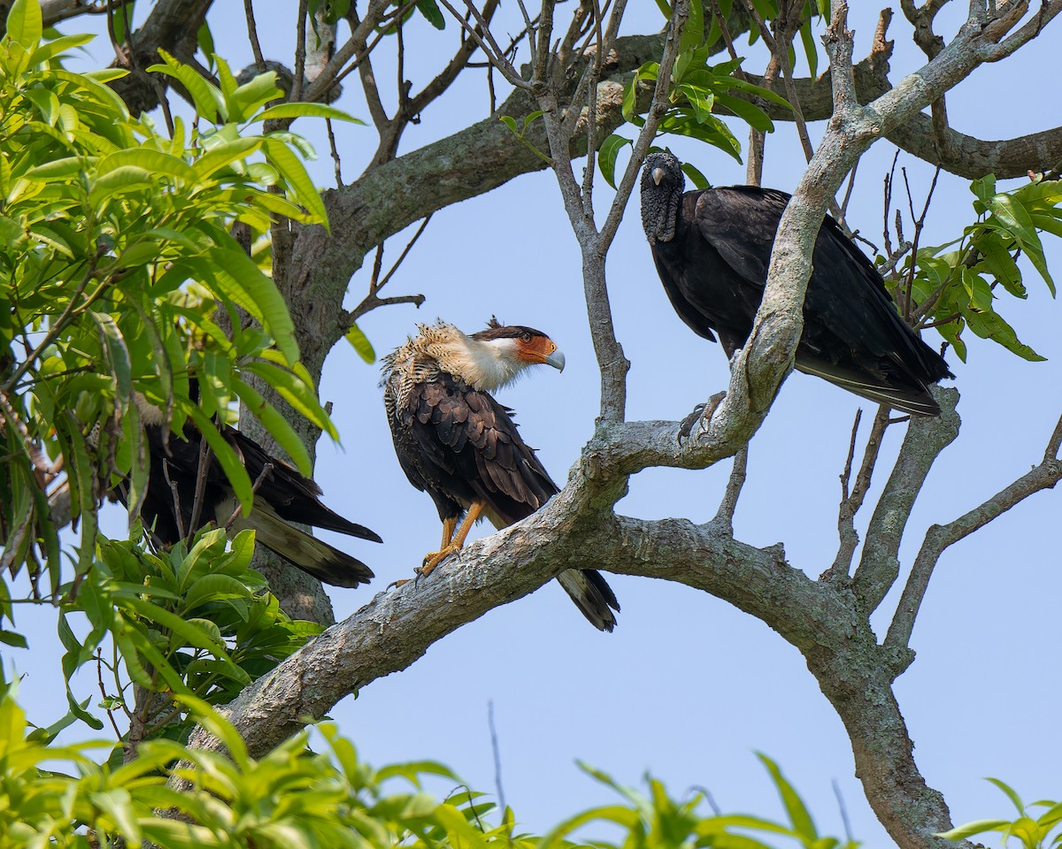 Crested Caracara - ML620121557