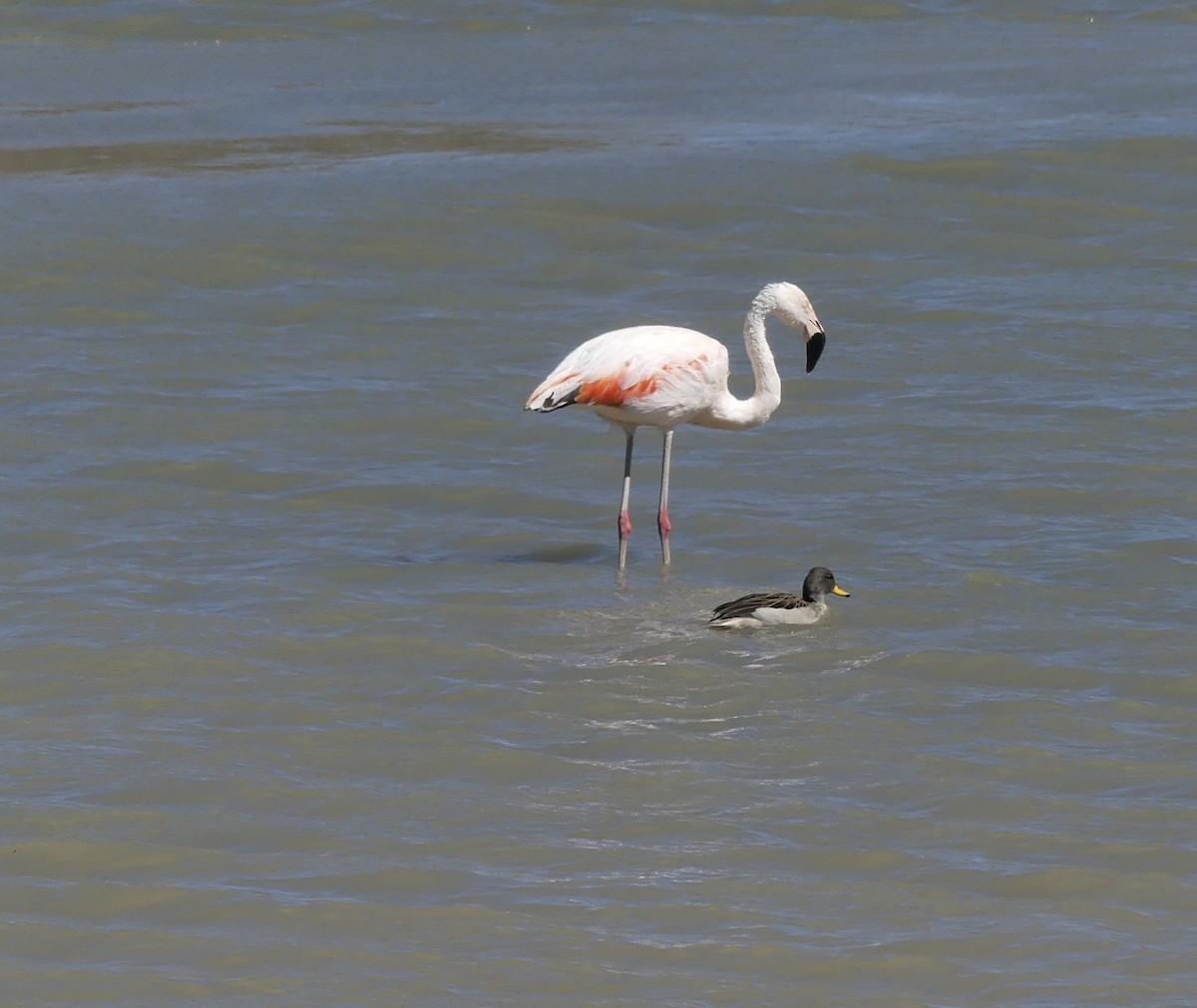 Chilean Flamingo - ML620121559
