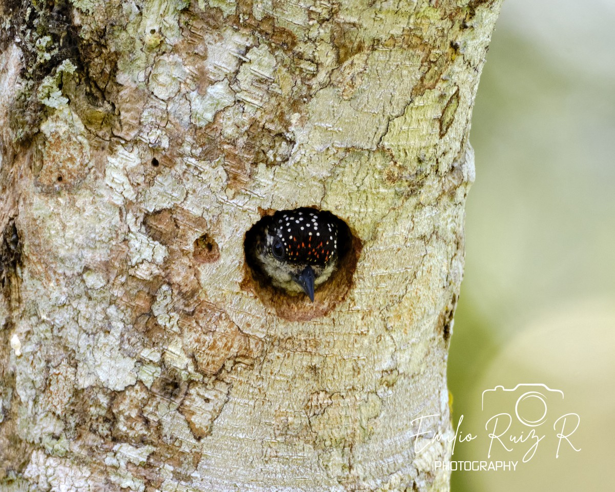 Lafresnaye's Piculet - ML620121565