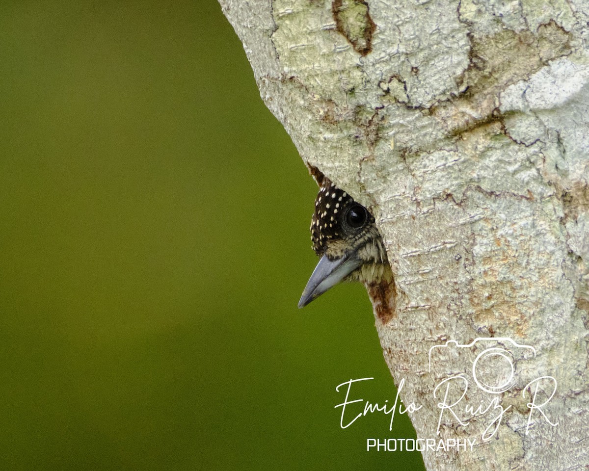 Lafresnaye's Piculet - ML620121567