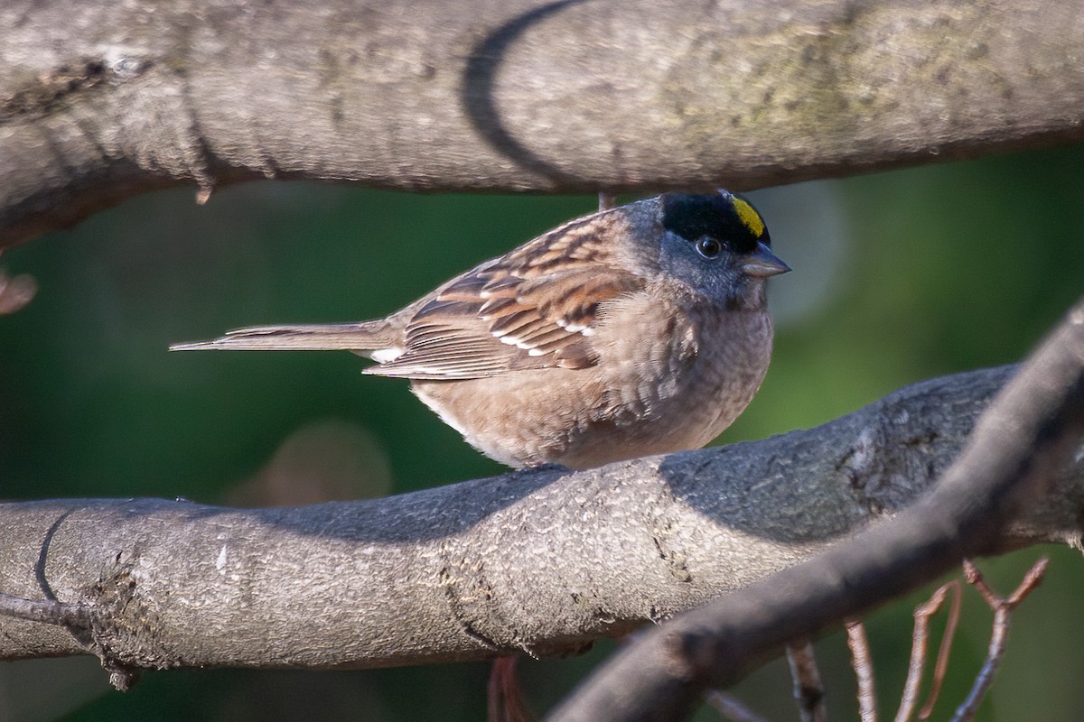 Golden-crowned Sparrow - ML620121568