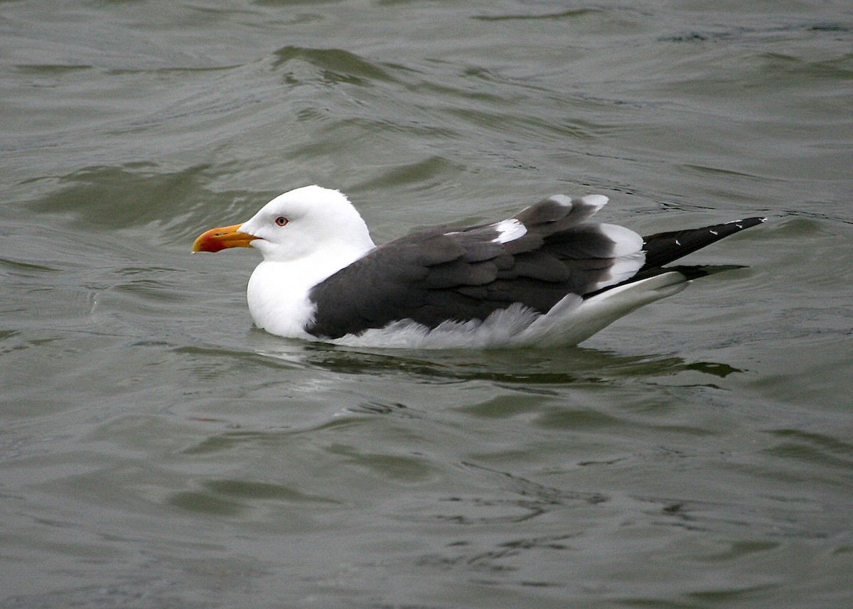 Lesser Black-backed Gull - ML620121592
