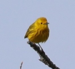 Yellow Warbler - ML620121597
