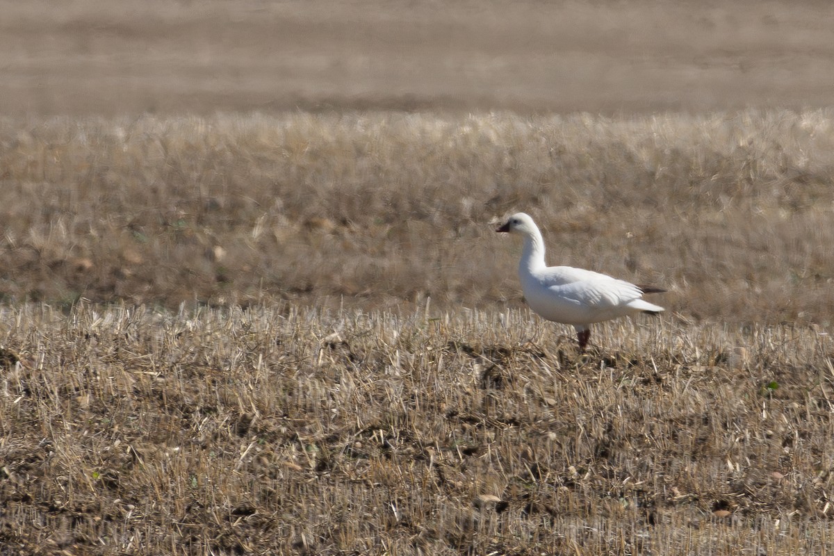 Ross's Goose - ML620121598