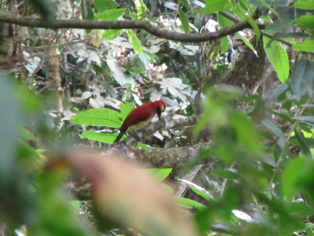 Crimson-mantled Woodpecker - ML620121607