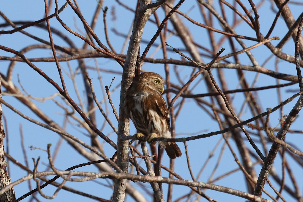 Ferruginous Pygmy-Owl - ML620121609