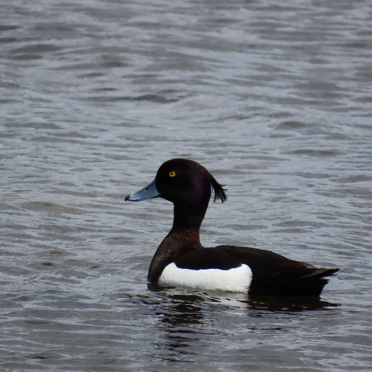 Tufted Duck - ML620121613