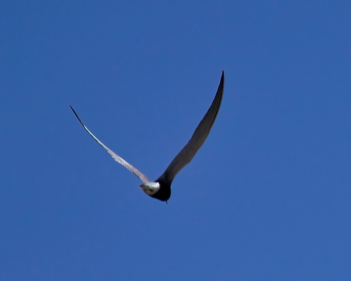 Black Tern - ML620121617