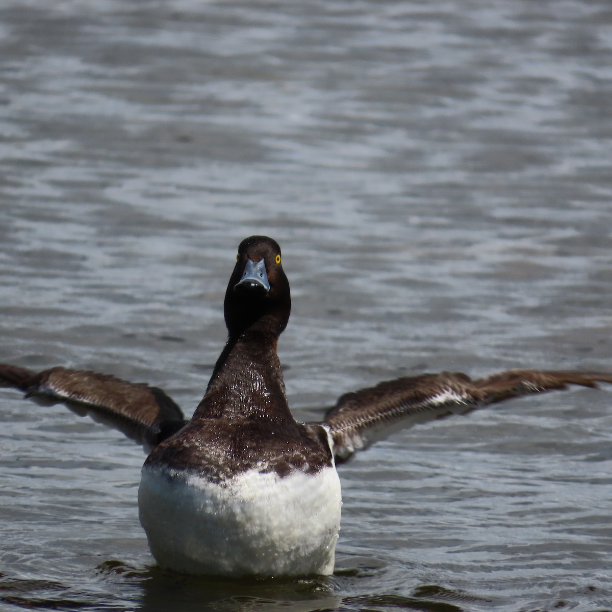 Tufted Duck - ML620121630