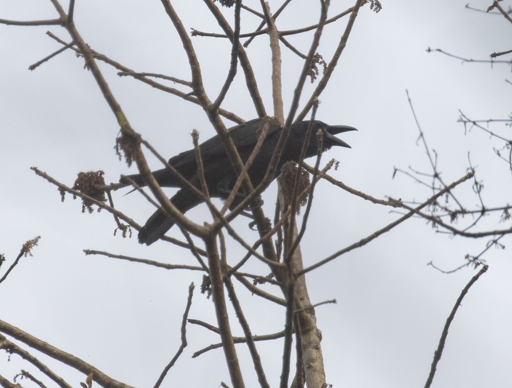 Large-billed Crow - ML620121648