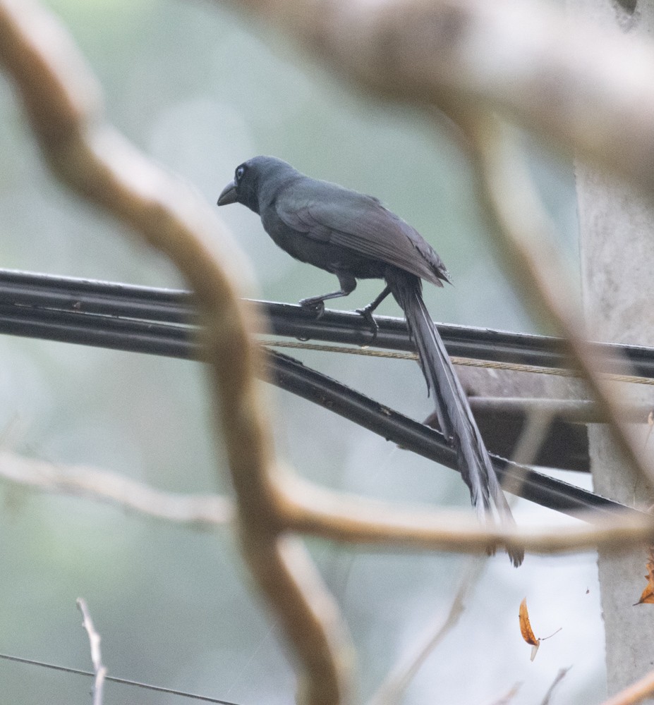 Racket-tailed Treepie - ML620121651