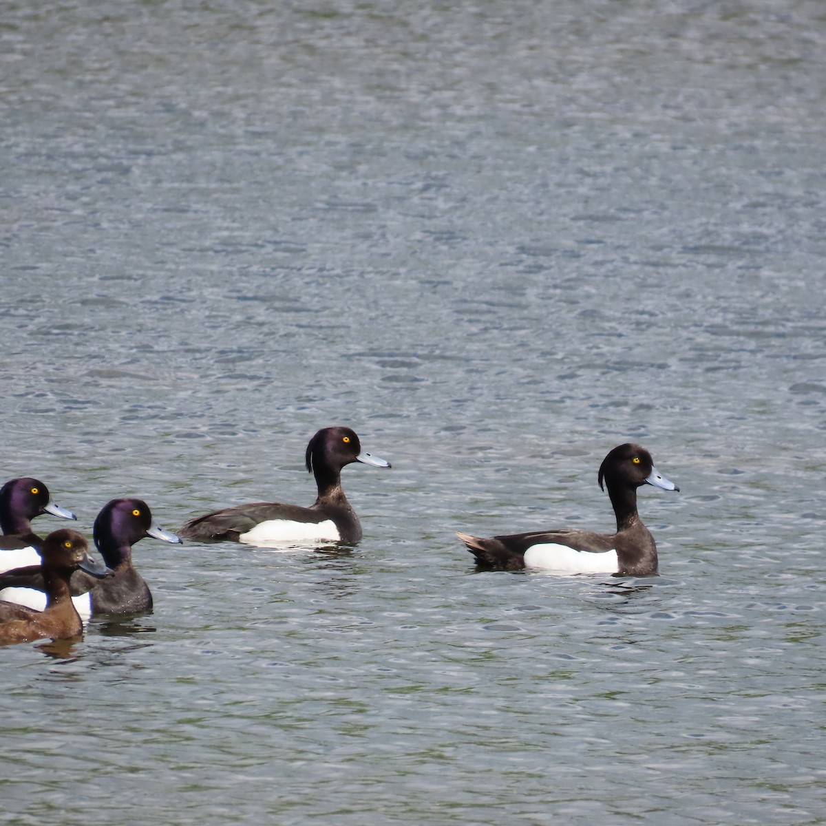 Tufted Duck - ML620121654