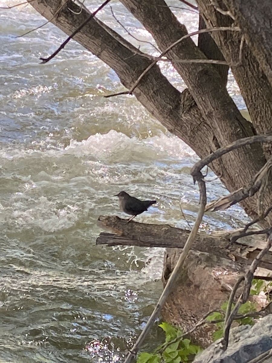 American Dipper - ML620121655