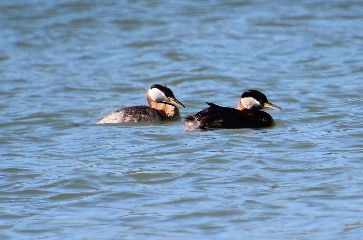 Red-necked Grebe - ML620121665