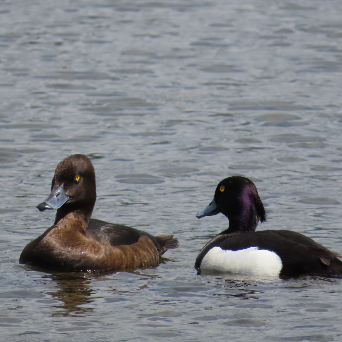 Tufted Duck - ML620121670
