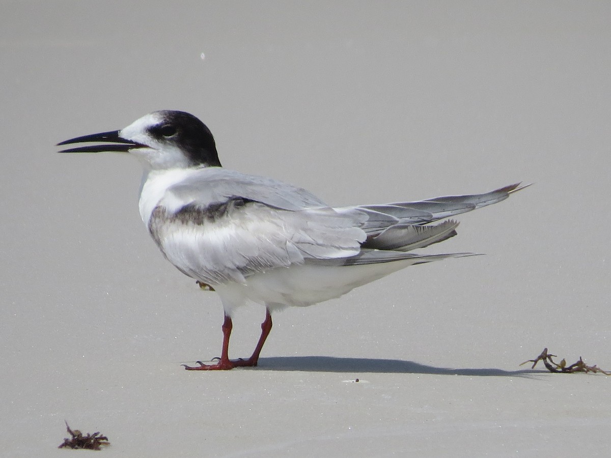 Common Tern - Douglas Richard