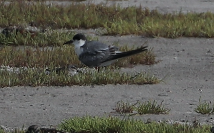 Common Tern - ML620121679