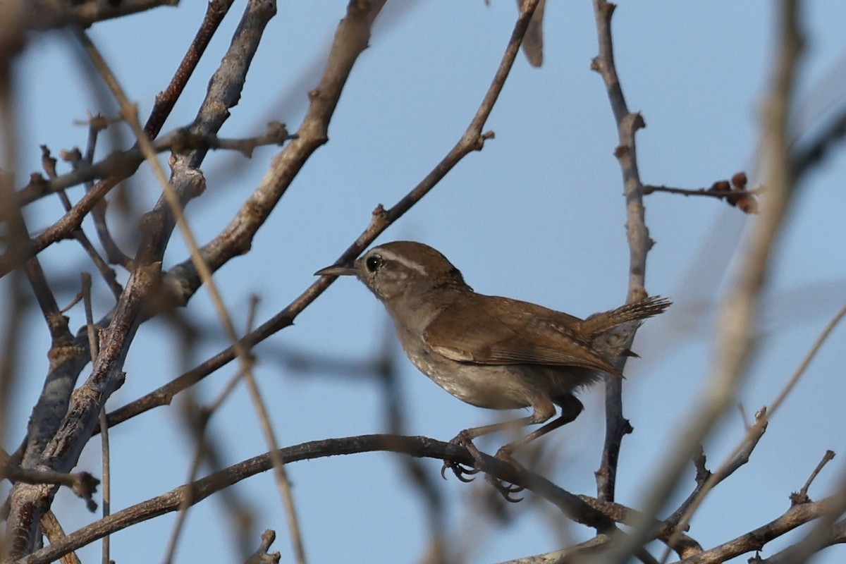 コビトミソサザイ（leucogastra グループ） - ML620121685