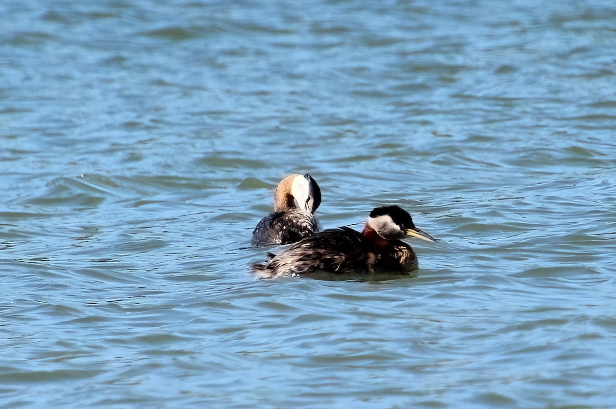 Red-necked Grebe - ML620121688