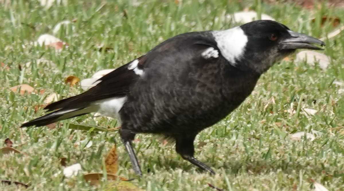 Australian Magpie (Black-backed) - ML620121689