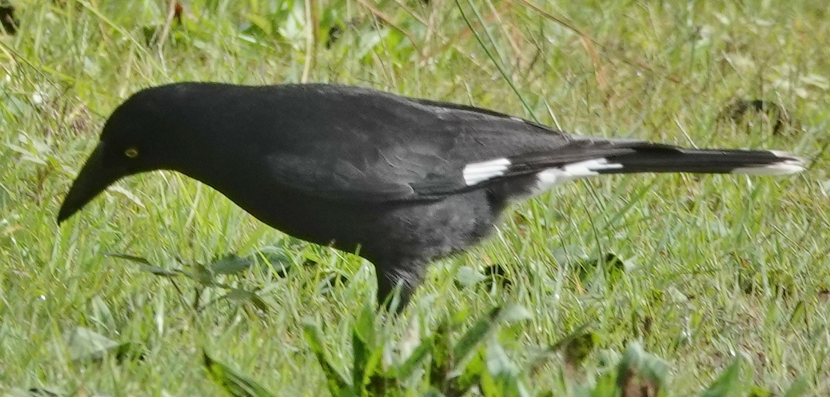 Pied Currawong - ML620121693