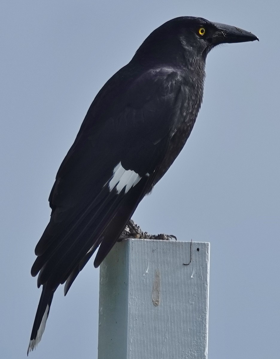 Pied Currawong - ML620121694