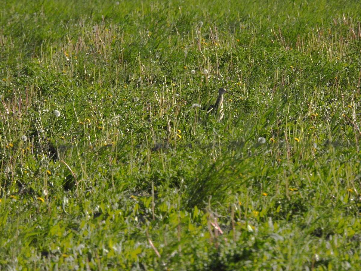Long-billed Curlew - ML620121703