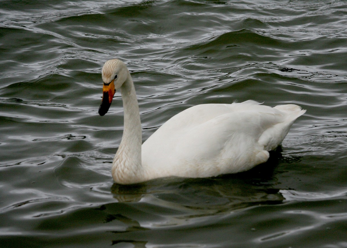 Whooper Swan - ML620121718