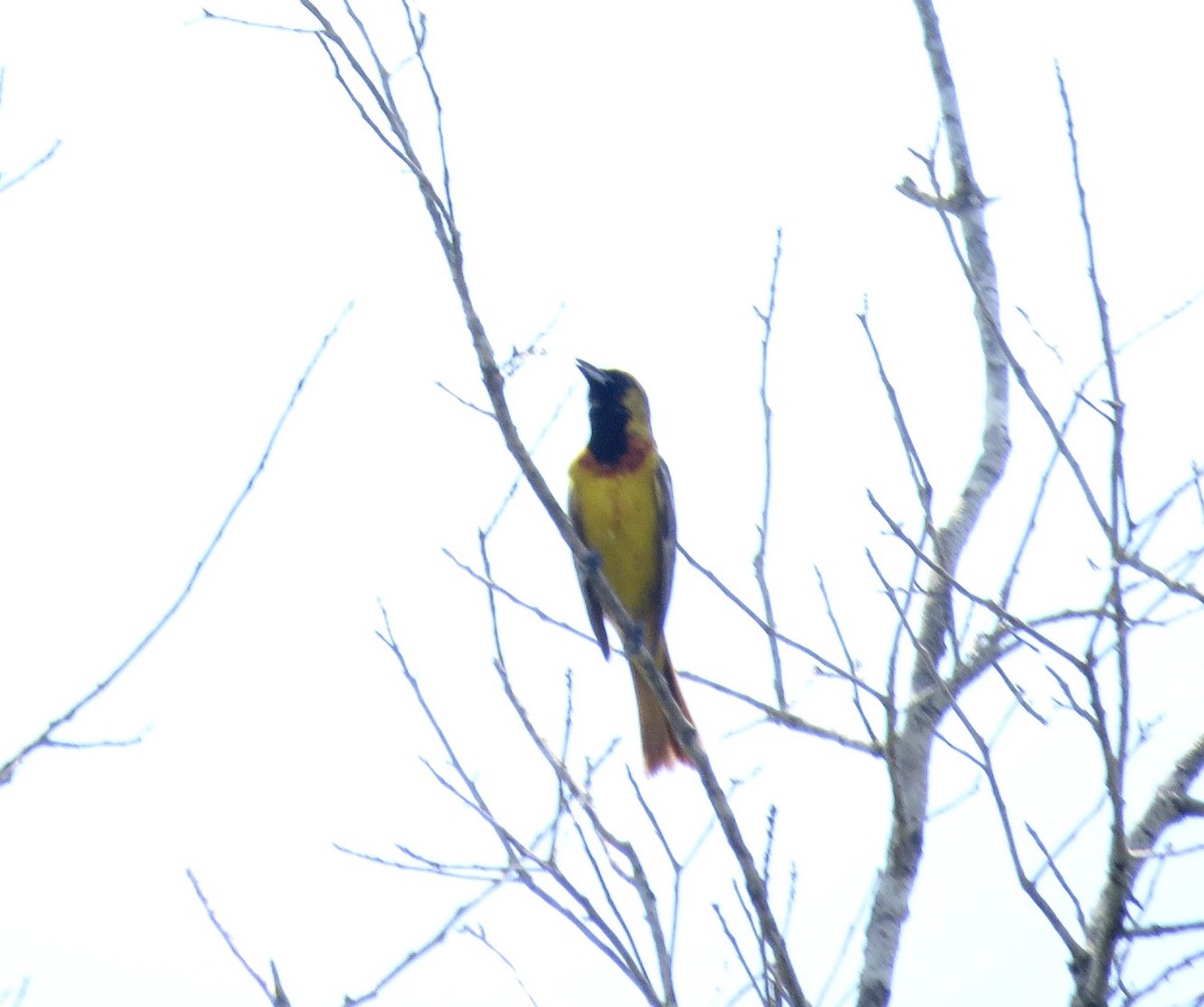Orchard Oriole - ML620121721