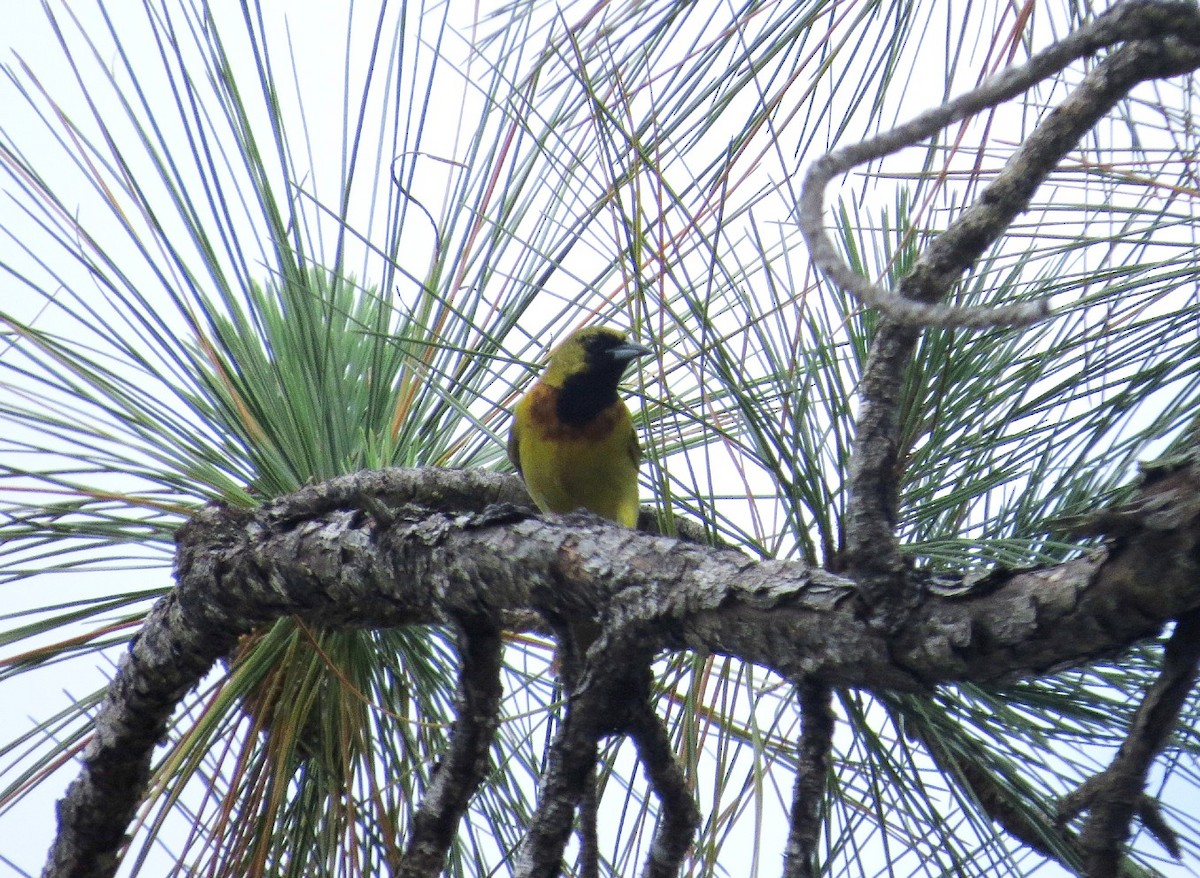 Orchard Oriole - ML620121732