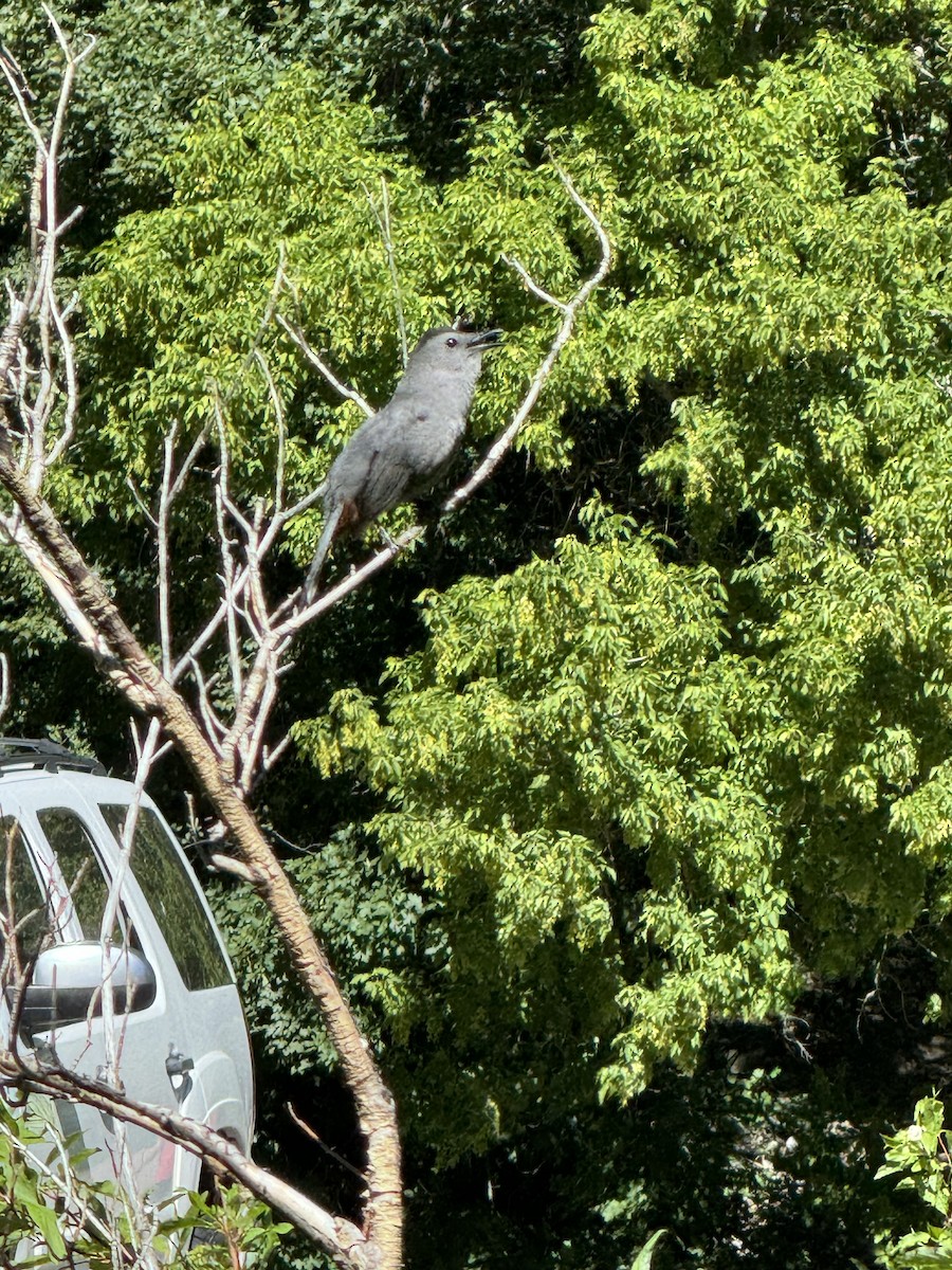 Gray Catbird - ML620121734