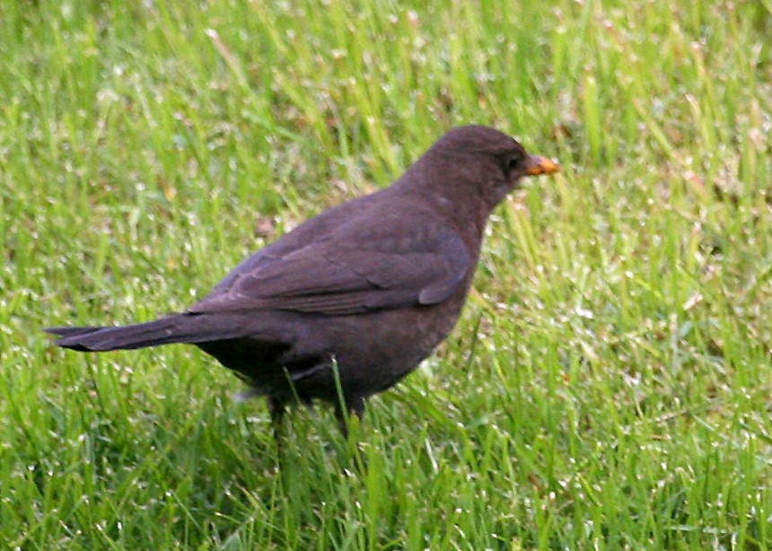 Eurasian Blackbird - ML620121735
