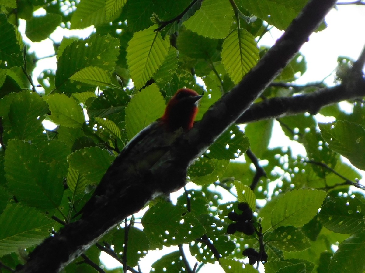 Red-breasted Sapsucker - ML620121742