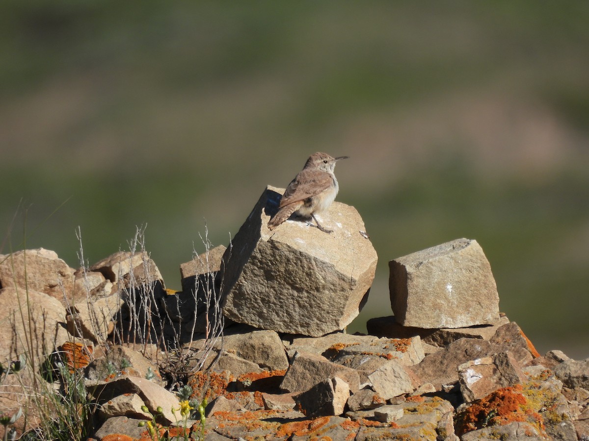 Rock Wren - ML620121747