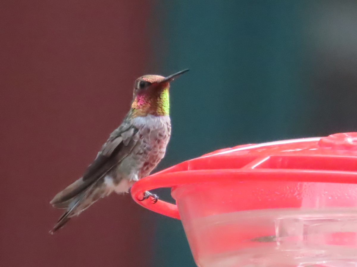 Anna's Hummingbird - ML620121758