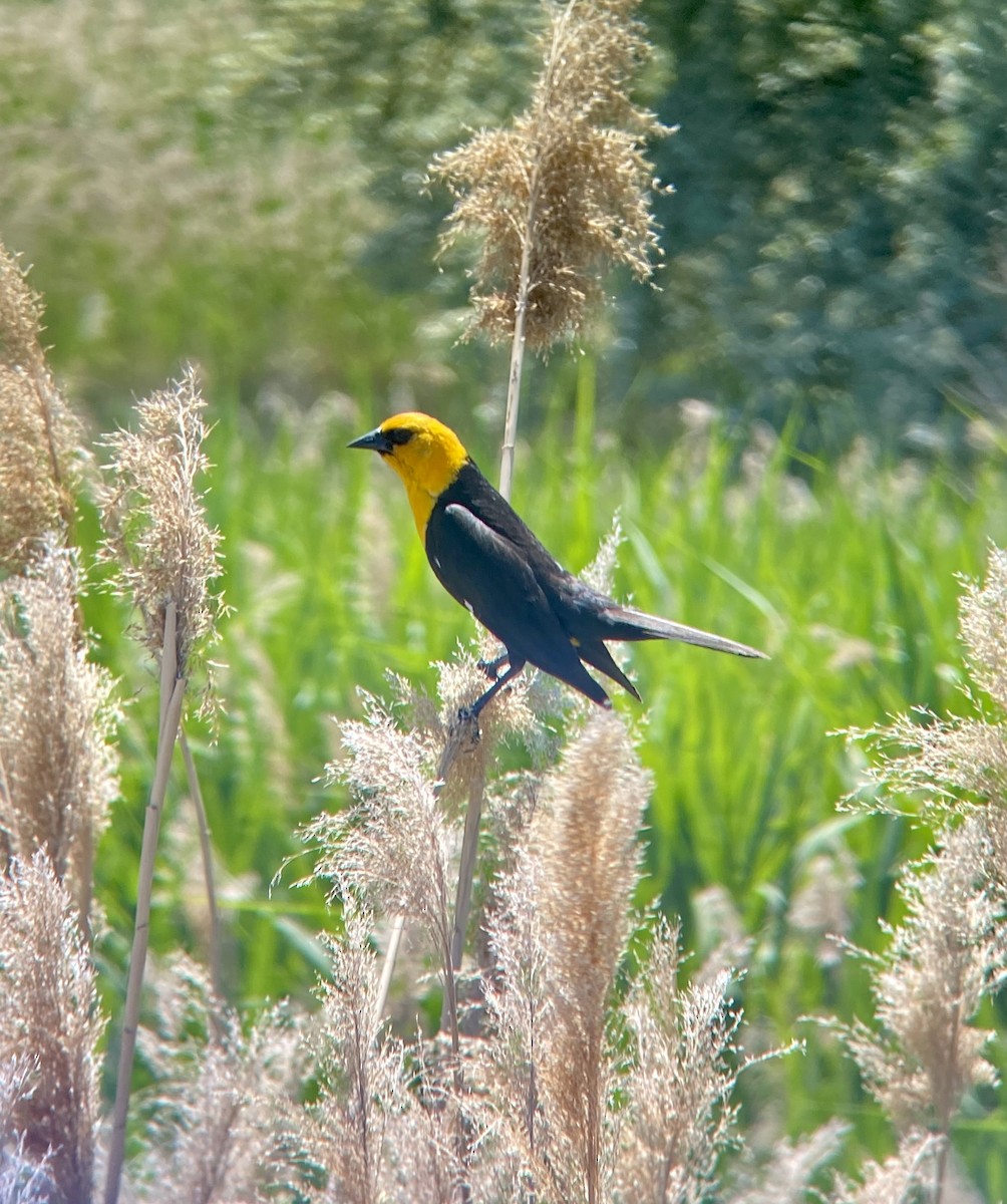 Yellow-headed Blackbird - ML620121760