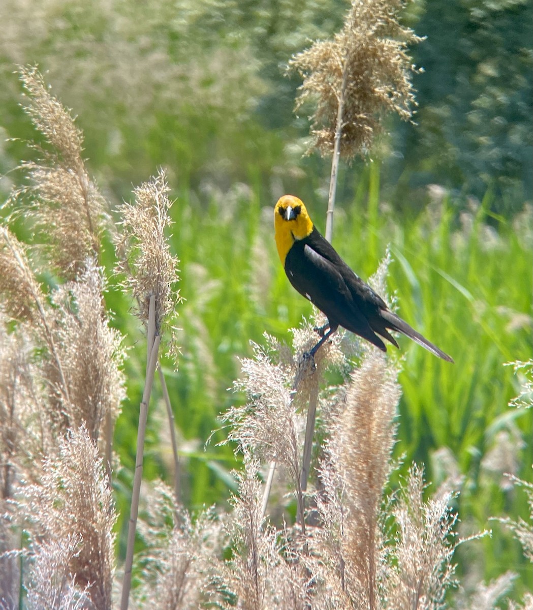 Yellow-headed Blackbird - ML620121761