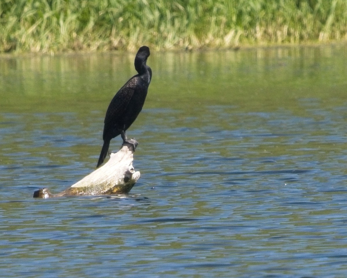 Cormoran à aigrettes - ML620121782