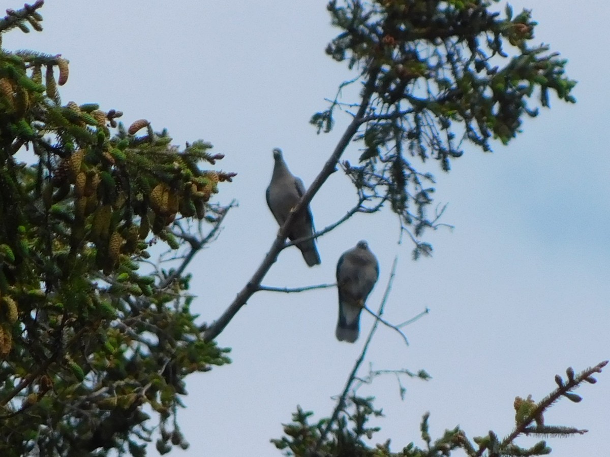 Полосатохвостый голубь - ML620121784