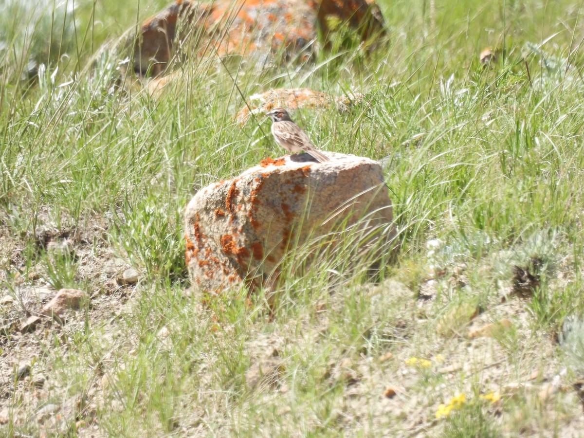 Lark Sparrow - ML620121785